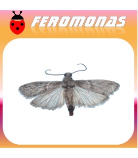 Feromonas para ECTOMYELOIS CERATONIAE Barreneta de los cítricos