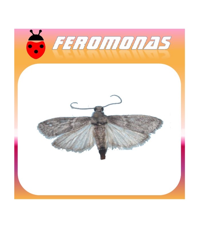 Feromonas para ECTOMYELOIS CERATONIAE Barreneta de los cítricos