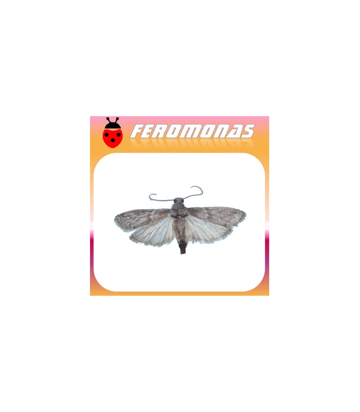 Feromonas para ECTOMYELOIS CERATONIAE Barreneta de los cítricos