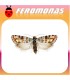 Feromonas para RHYACIONIA DUPLANA Evetria
