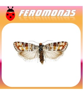 Feromonas para RHYACIONIA DUPLANA Evetria