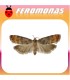 Feromonas para RHYACIONIA ZOZANA  Ponderosa