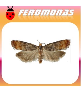 Feromonas para RHYACIONIA ZOZANA  Ponderosa