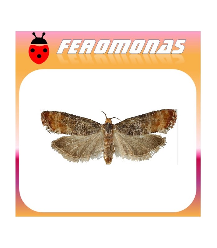 Feromonas para RHYACIONIA ZOZANA  Ponderosa