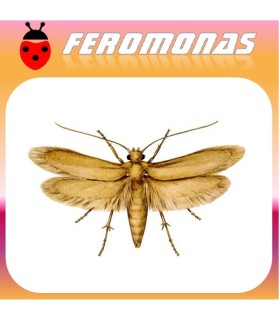 Feromonas para 	 Tineola bisselliella Polilla de la ropa