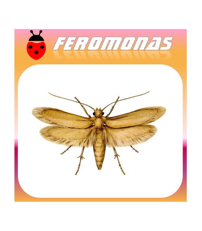 Feromonas para 	 Tineola bisselliella Polilla de la ropa
