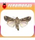 Feromonas para spodoptera litura