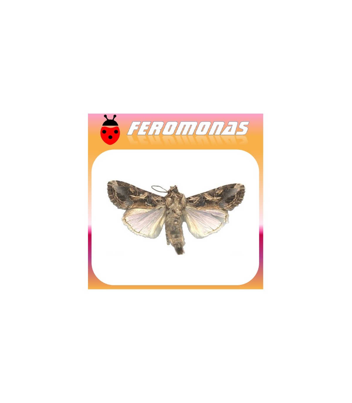 Feromonas para spodoptera litura