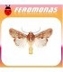 Feromonas para SPODOPTERA SUNIA gusano tigre