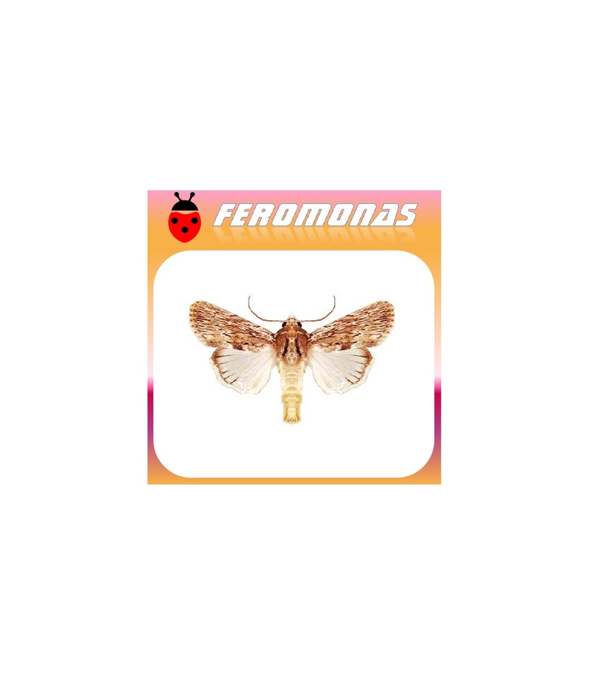 Feromonas para SPODOPTERA SUNIA gusano tigre