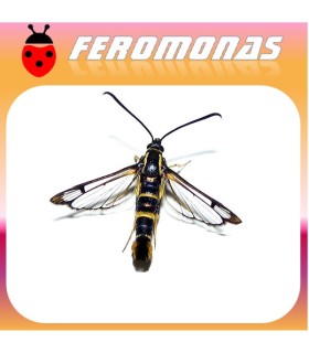 Feromonas para Synanthedon exitosa Polilla del melocotonero