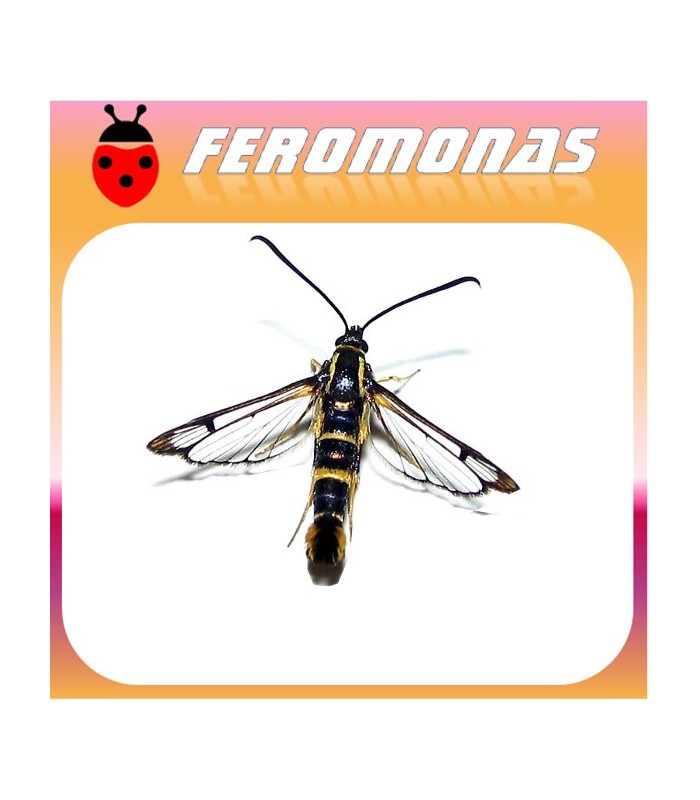 Feromonas para Synanthedon exitosa Polilla del melocotonero