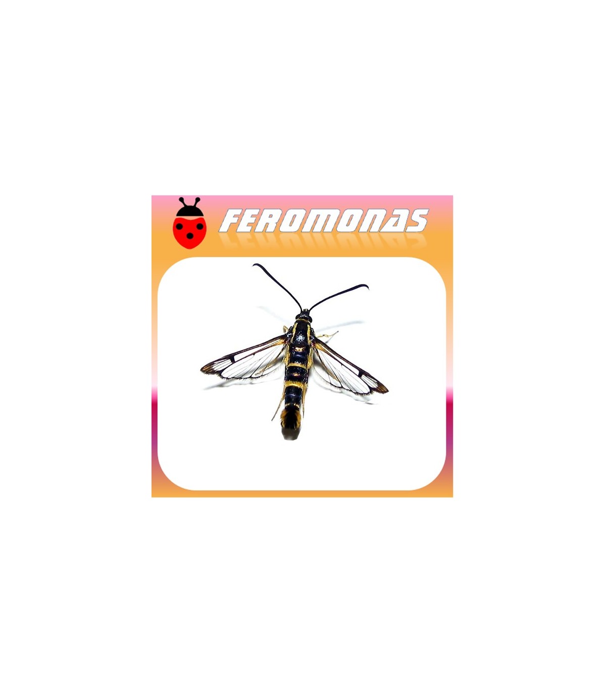 Feromonas para Synanthedon exitosa Polilla del melocotonero
