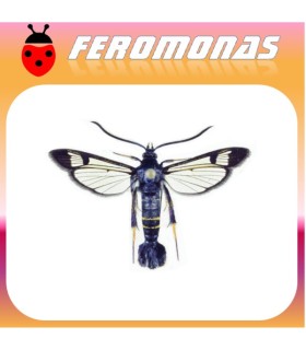 Feromonas para Synanthedon hector Polilla del cerezo