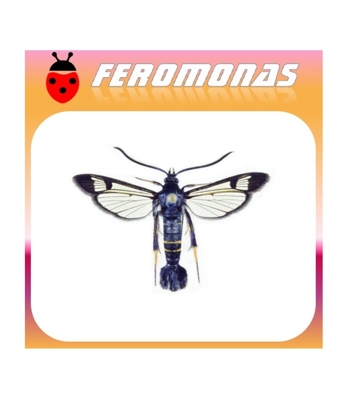 Feromonas para Synanthedon hector Polilla del cerezo