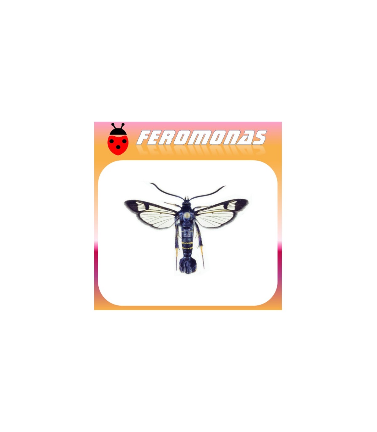 Feromonas para Synanthedon hector Polilla del cerezo