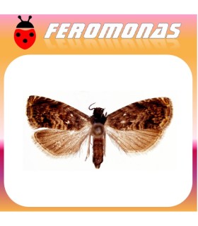 Feromonas para  GRAPHOLITA (LASPEYRESIA) JANTHINANA Piral del espino blanco