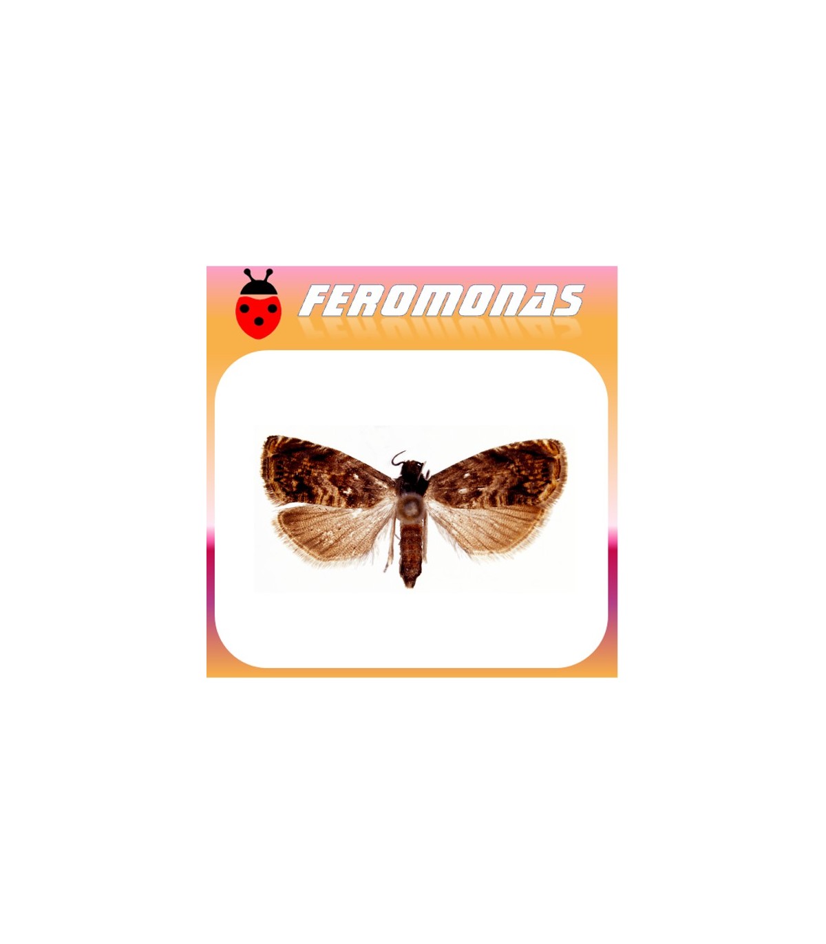 Feromonas para  GRAPHOLITA (LASPEYRESIA) JANTHINANA Piral del espino blanco