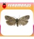 Feromonas para CNEPHASIA PUMICANA Polilla del cereal