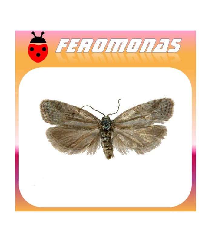Feromonas para CNEPHASIA PUMICANA Polilla del cereal