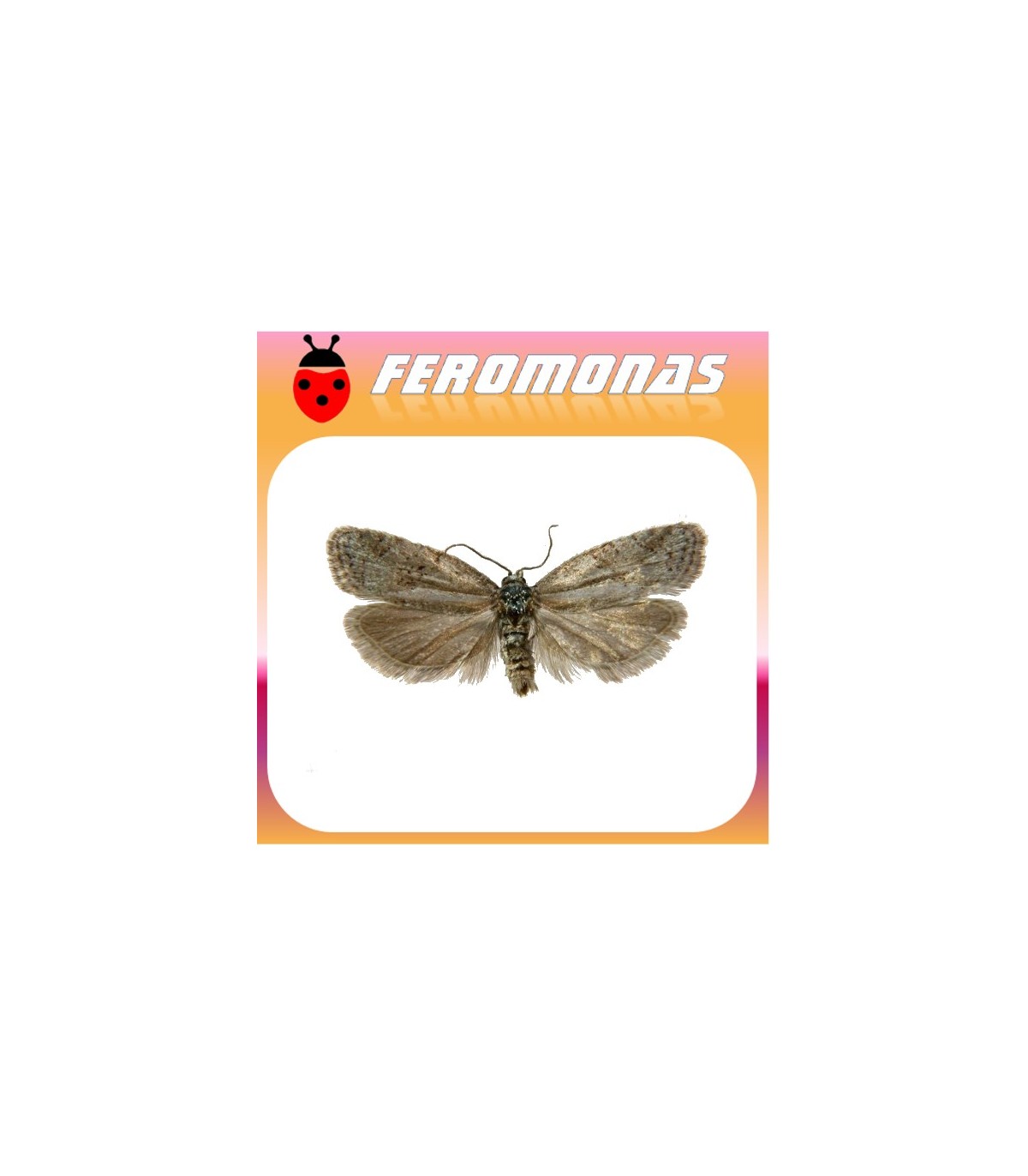 Feromonas para CNEPHASIA PUMICANA Polilla del cereal