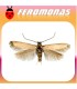 Feromonas para COLEOPHORA (EUPISTA) LARICELLA Minador de la hoja del alerce