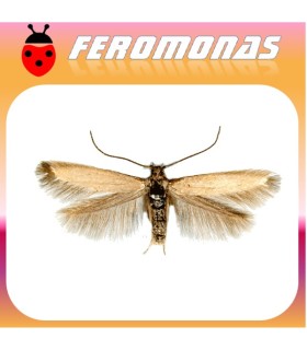 Feromonas para COLEOPHORA (EUPISTA) LARICELLA Minador de la hoja del alerce