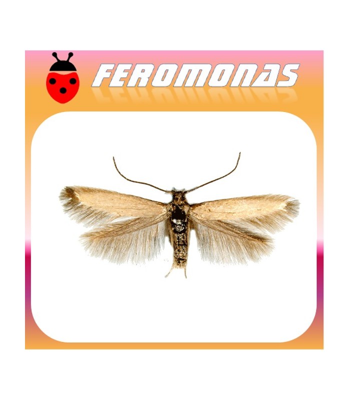 Feromonas para COLEOPHORA (EUPISTA) LARICELLA Minador de la hoja del alerce