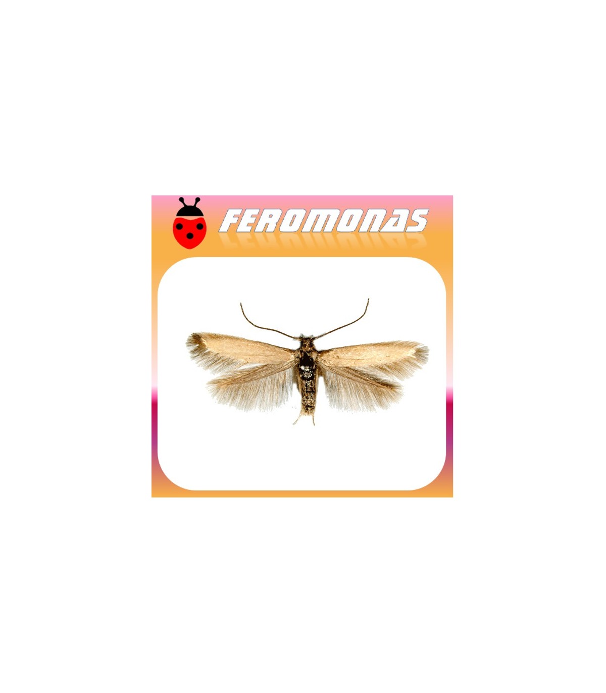 Feromonas para COLEOPHORA (EUPISTA) LARICELLA Minador de la hoja del alerce