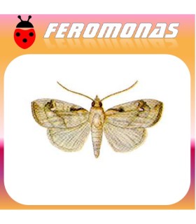 Feromonas para CROCIDOLOMIA BINOTALIS Polilla del racimo de la col