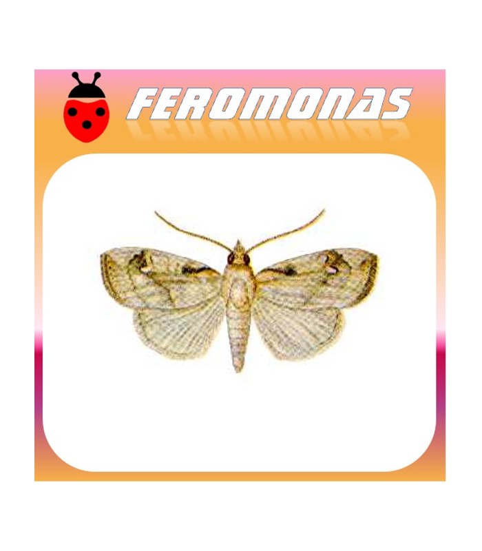 Feromonas para CROCIDOLOMIA BINOTALIS Polilla del racimo de la col