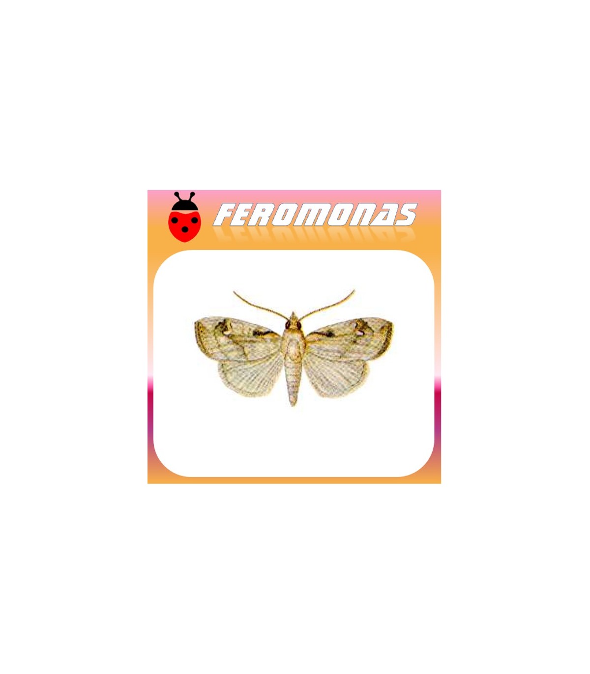 Feromonas para CROCIDOLOMIA BINOTALIS Polilla del racimo de la col