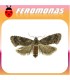 Feromonas para CRYPTOPHLEBIA LEUCOTRETA Falso gusano de la manzana