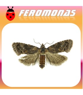 Feromonas para CRYPTOPHLEBIA LEUCOTRETA Falso gusano de la manzana