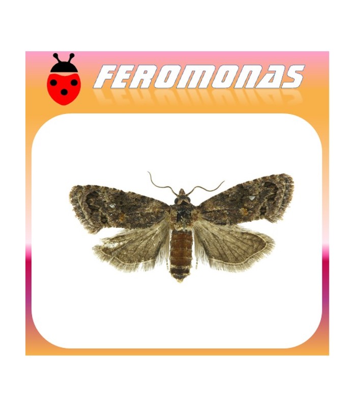 Feromonas para CRYPTOPHLEBIA LEUCOTRETA Falso gusano de la manzana