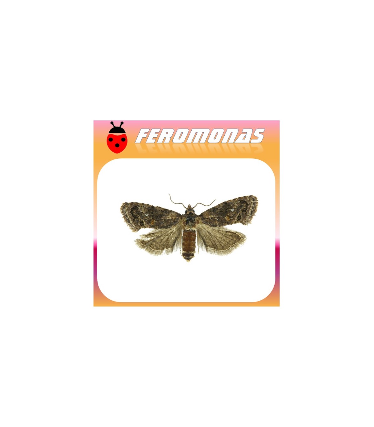 Feromonas para CRYPTOPHLEBIA LEUCOTRETA Falso gusano de la manzana