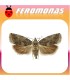 Feromonas para CYDIA (LASPEYRESIA) FAGIGLANDANA Agusanado de las castañas