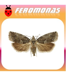 Feromonas para CYDIA (LASPEYRESIA) FAGIGLANDANA Agusanado de las castañas