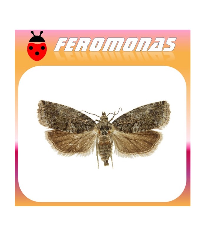Feromonas para CYDIA (LASPEYRESIA) FAGIGLANDANA Agusanado de las castañas