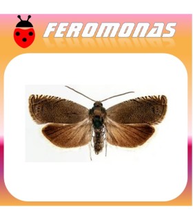 Feromonas para CYDIA (LASPEYRESIA) NIGRICANA Polilla del guisante