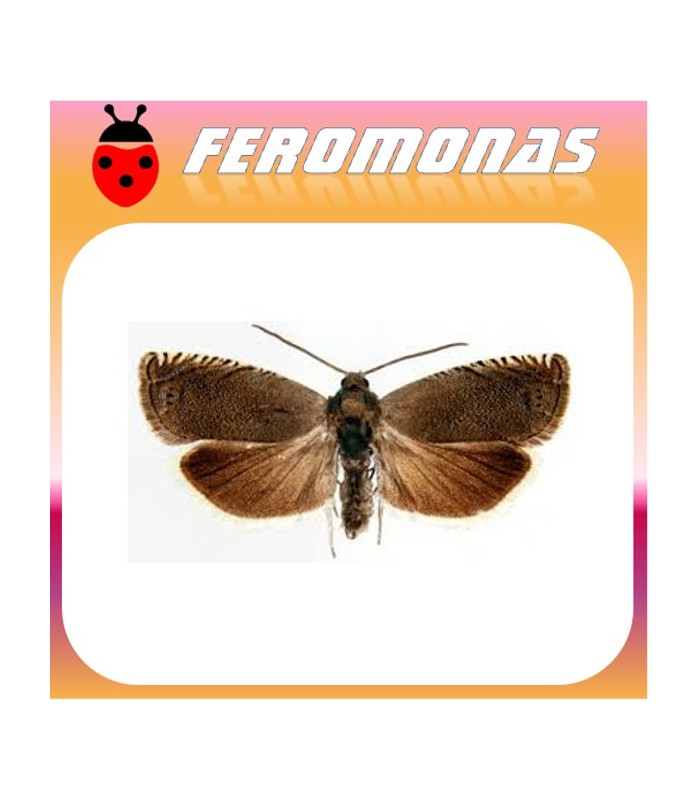 Feromonas para CYDIA (LASPEYRESIA) NIGRICANA Polilla del guisante