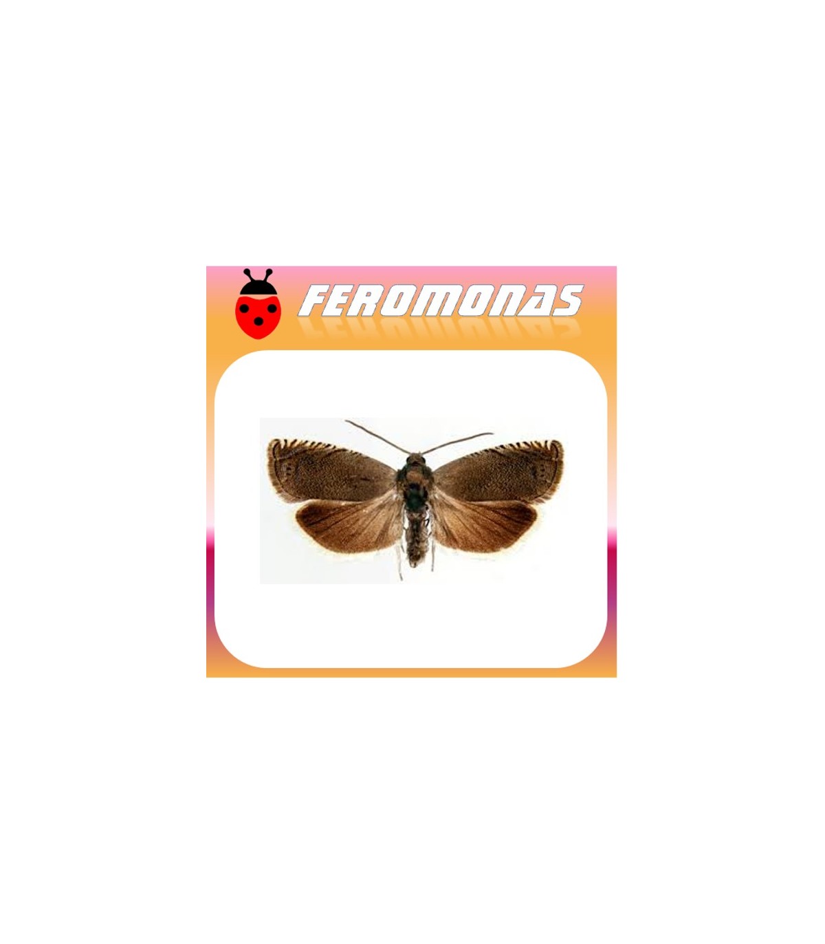 Feromonas para CYDIA (LASPEYRESIA) NIGRICANA Polilla del guisante