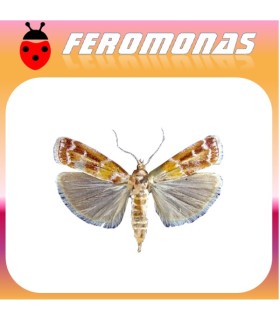 Feromonas para DiORYCTRIA DISCLUSA Pirálido del pino