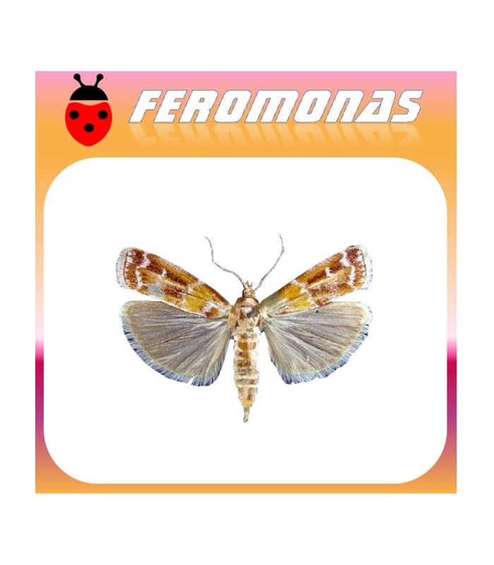 Feromonas para DiORYCTRIA DISCLUSA Pirálido del pino