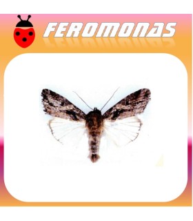 Feromonas para spodoptera exempta gusano africano