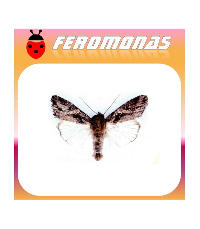 Feromonas para spodoptera exempta gusano africano