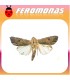 Feromonas para spodoptera eridania gusano meridional