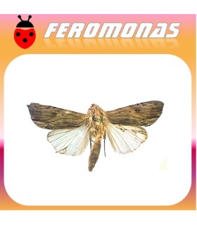 Feromonas para spodoptera eridania gusano meridional