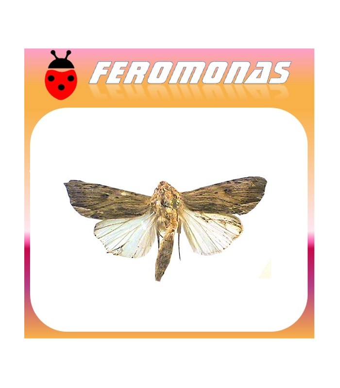 Feromonas para spodoptera eridania gusano meridional