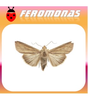 Feromonas para PSEUDALETIA (MYTHIMNA) SEPARATA Oruga del corte del arroz